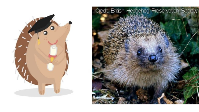 Hedgehog Friendly Campus - on left side cartoon image of hedgehog with graduation cap and on the right real hedgehog surrounded by leaves, credit British Hedgehog Preservation Society